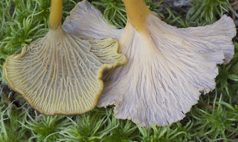 Cantharellus aurora and Cantharellus tubaeformis